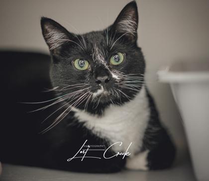 Fancy, Adoptable, Adult Female Domestic Short Hair & Domestic Short Hair.