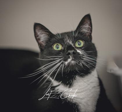 Enlarge Fancy, a Adoptable mixed breed in Kalispell, MT image 2/2