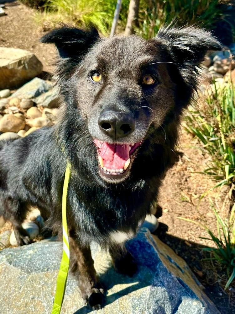 Rambo, Adoptable, Adult Male Flat-Coated Retriever & German Shepherd Dog.