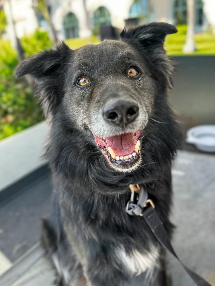Rambo, Adoptable, Adult Male Flat-Coated Retriever & German Shepherd Dog.