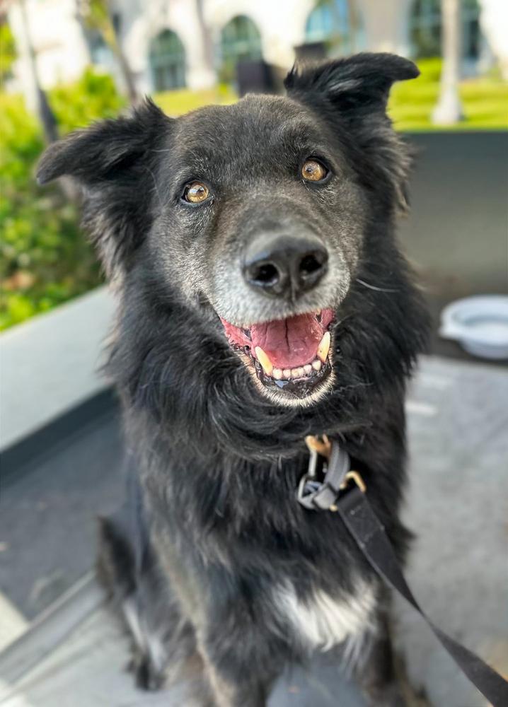 Enlarge Rambo, a Adoptable mixed breed in Jamul, CA image 1/5