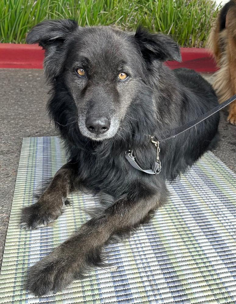 Enlarge Rambo, a Adoptable mixed breed in Jamul, CA image 2/5