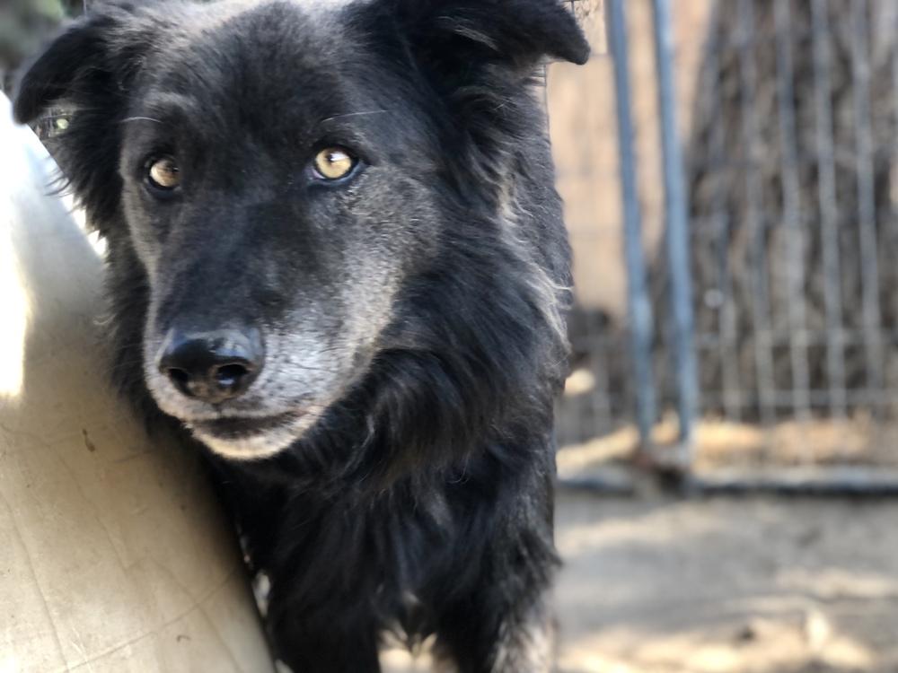 Enlarge Rambo, a Adoptable mixed breed in Jamul, CA image 2/6