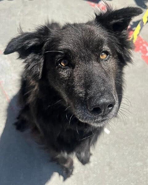 Enlarge Rambo, a Adoptable mixed breed in Jamul, CA image 2/5