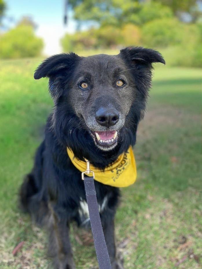 Rambo, Adoptable, Adult Male Flat-Coated Retriever & German Shepherd Dog.
