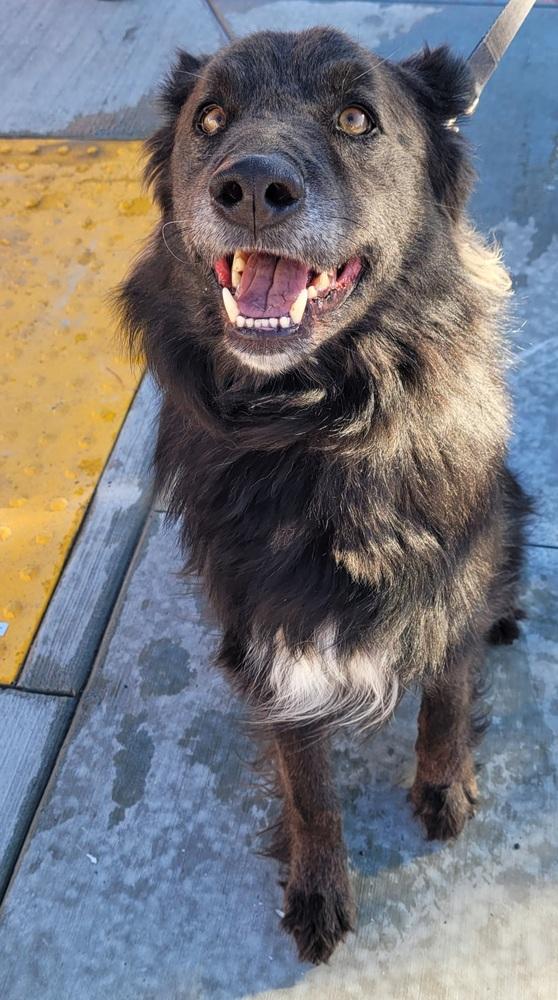 Enlarge Rambo, a Adoptable mixed breed in Jamul, CA image 5/6