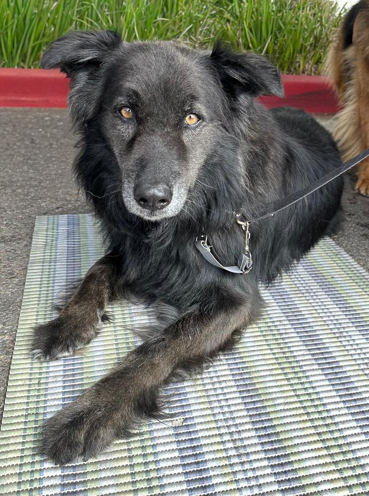 Enlarge Rambo, a Adoptable mixed breed in Jamul, CA image 4/5