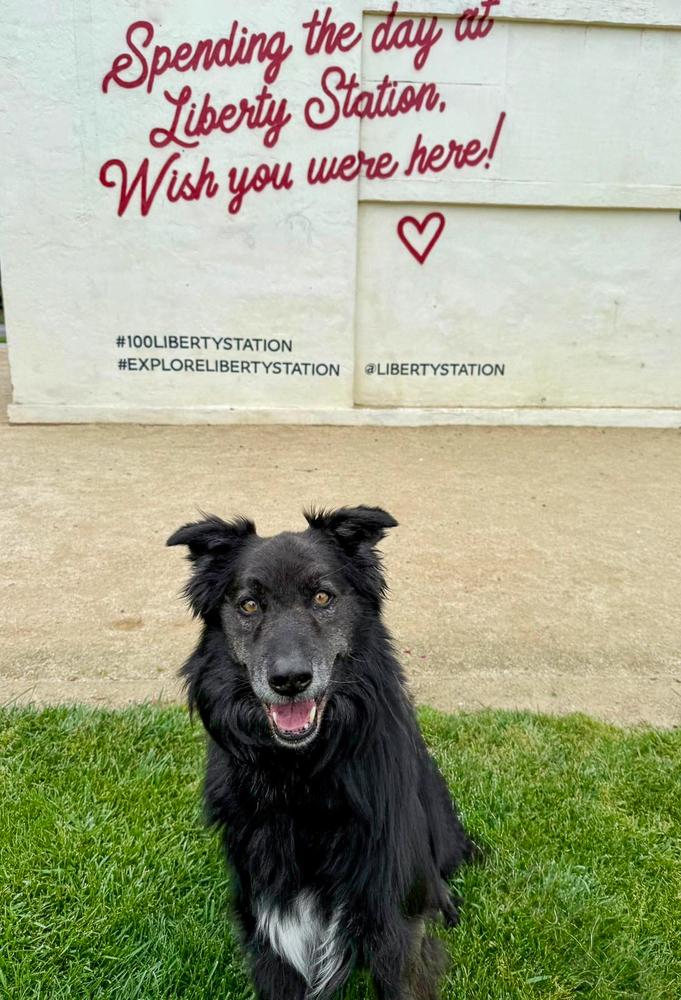 Enlarge Rambo, a Adoptable mixed breed in Jamul, CA image 5/5
