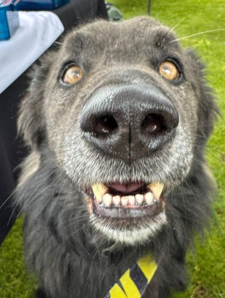 Enlarge Rambo, a Adoptable mixed breed in Jamul, CA image 6/6