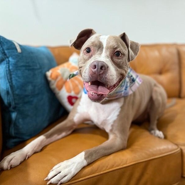 Atari Oliver — thumbnail 4