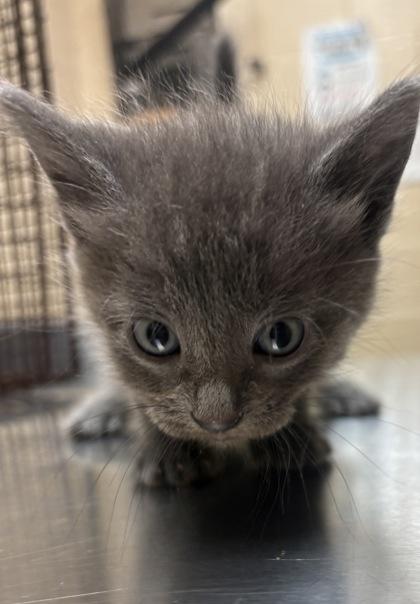 Maya, Adoptable, Young Female Domestic Short Hair.