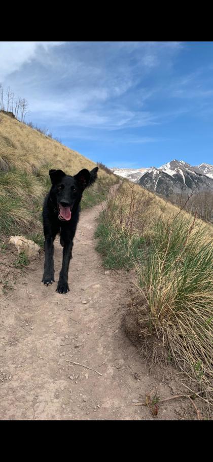 Enlarge Juneau, a ADOPTABLE Mixed Breed in Hamilton, MT image 2/3