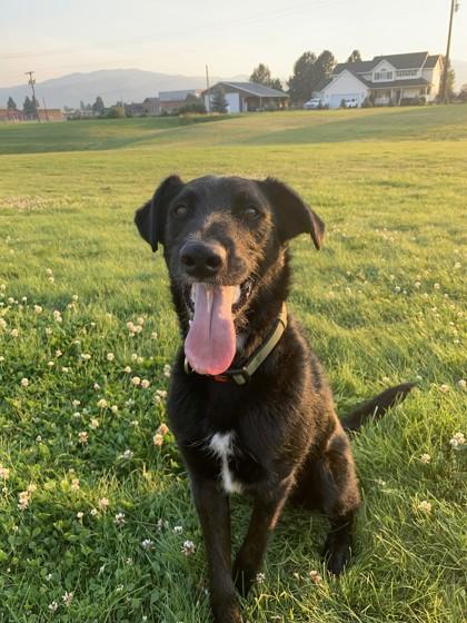 Enlarge Juneau, a ADOPTABLE Mixed Breed in Hamilton, MT image 1/3