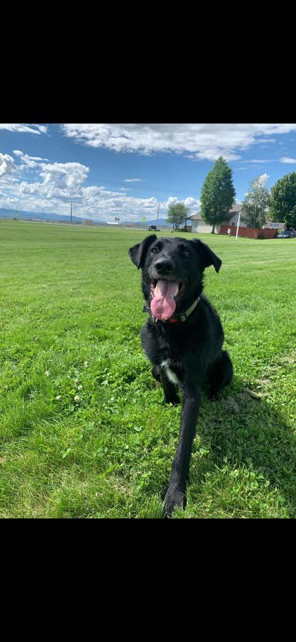 Enlarge Juneau, a ADOPTABLE Mixed Breed in Hamilton, MT image 3/3