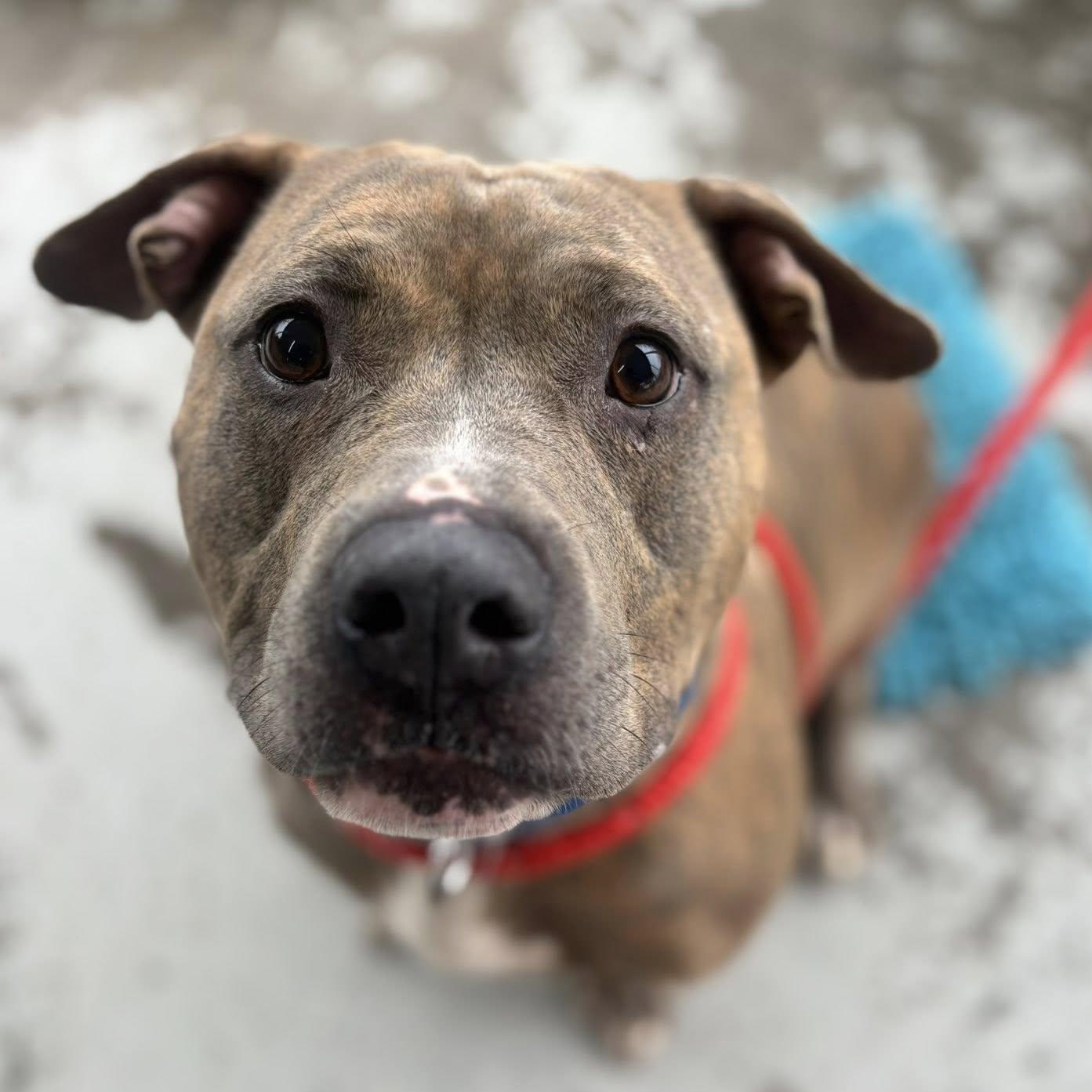 Enlarge Vi, a ADOPTABLE Terrier in North Syracuse, NY image 1/3