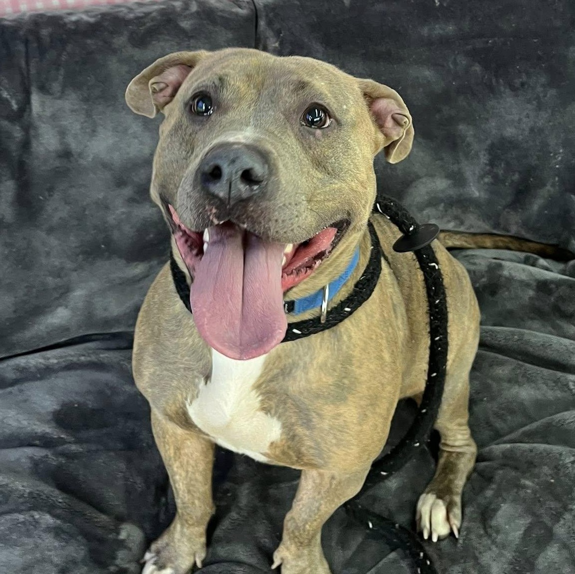 Enlarge Vi, a ADOPTABLE Terrier in North Syracuse, NY image 2/3