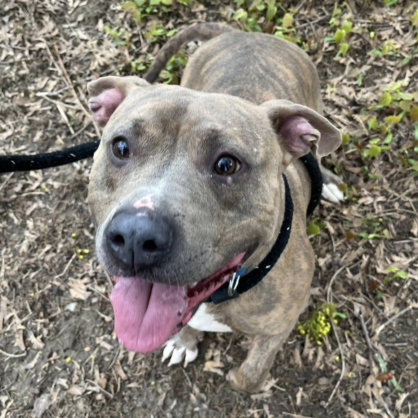 Enlarge Vi, a ADOPTABLE Terrier in North Syracuse, NY image 3/3