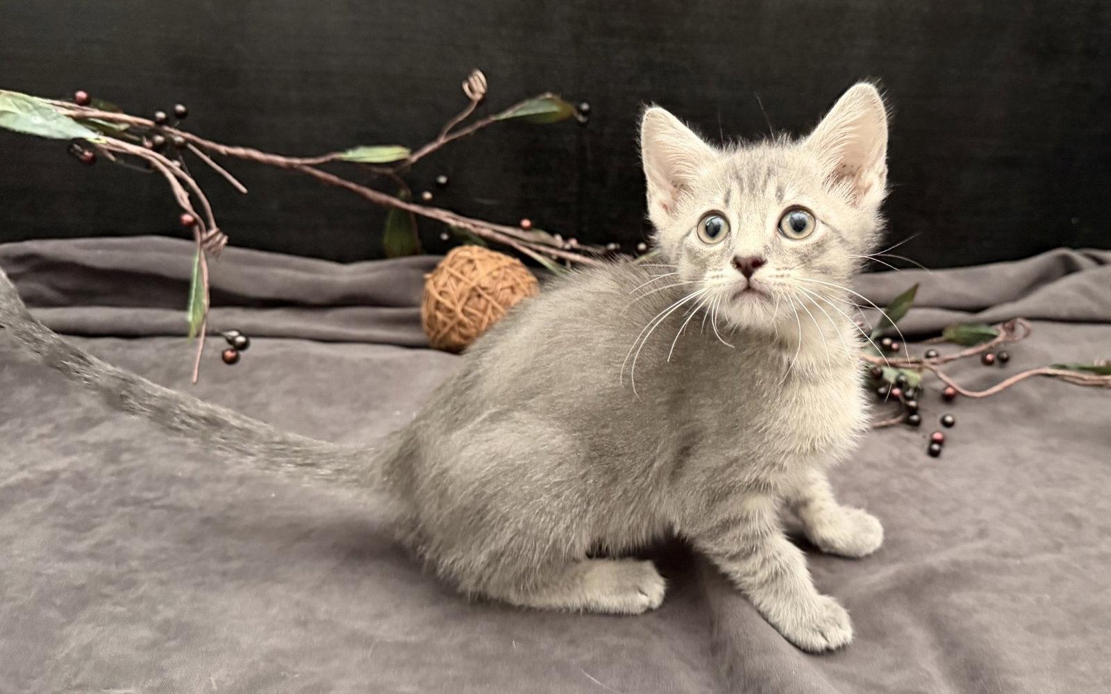 Bubba, Adopted, Kitten Male Tabby & Domestic Short Hair.