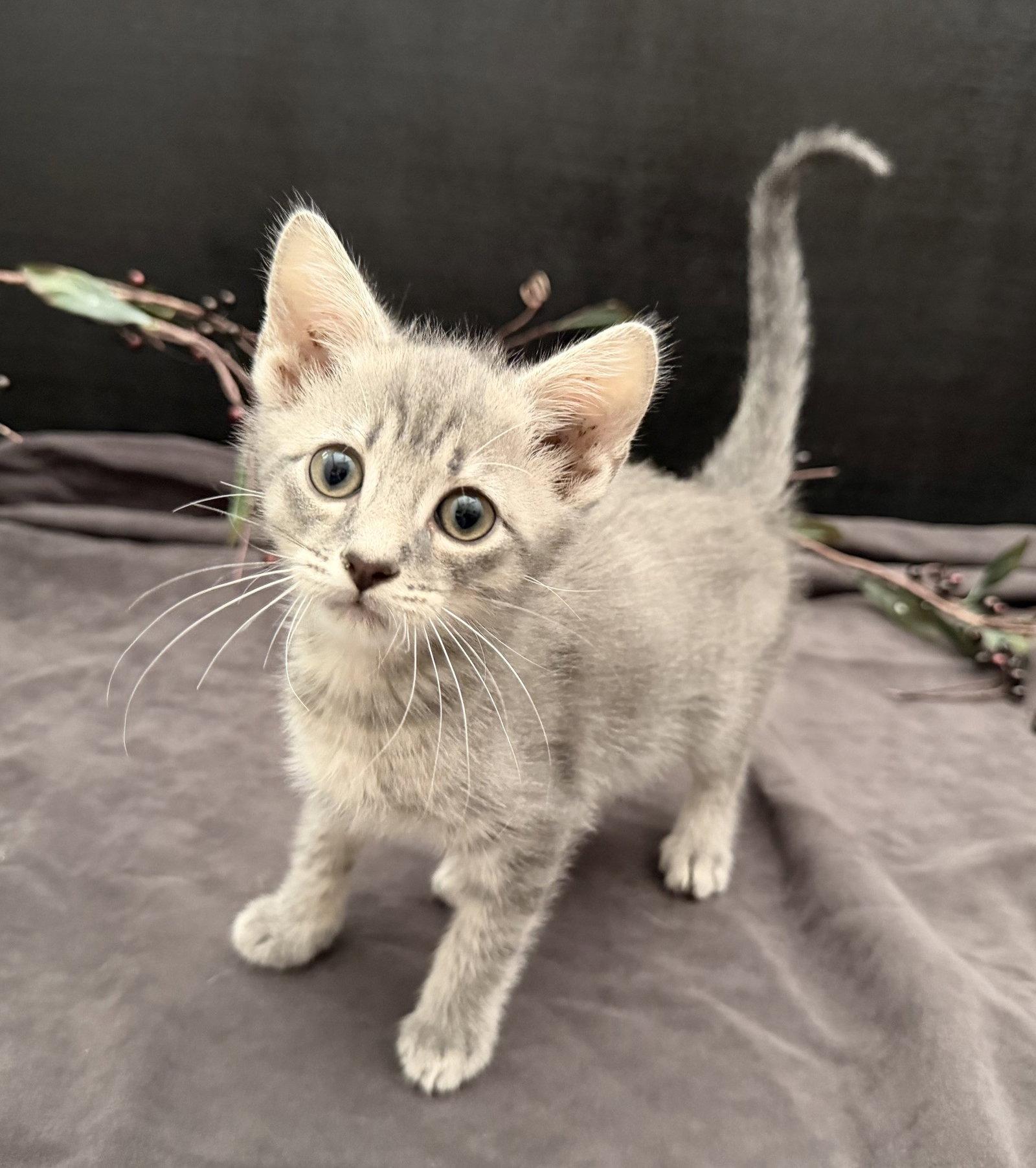 Enlarge Bubba, a Adopted mixed breed in Fayetteville, GA image 2/3