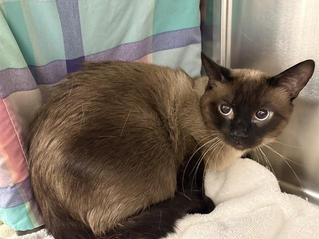 BABY BEAUTY, Adoptable, Adult Male Siamese.