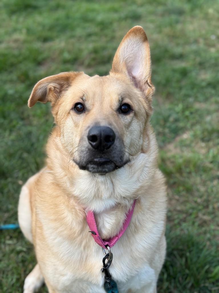 Pearl, Adoptable, Adult Female German Shepherd Dog & Golden Retriever.