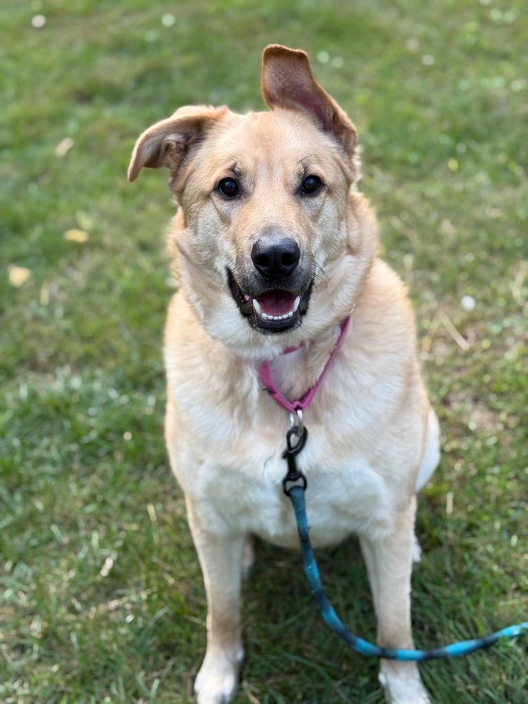 Pearl, Adoptable, Adult Female German Shepherd Dog & Golden Retriever.