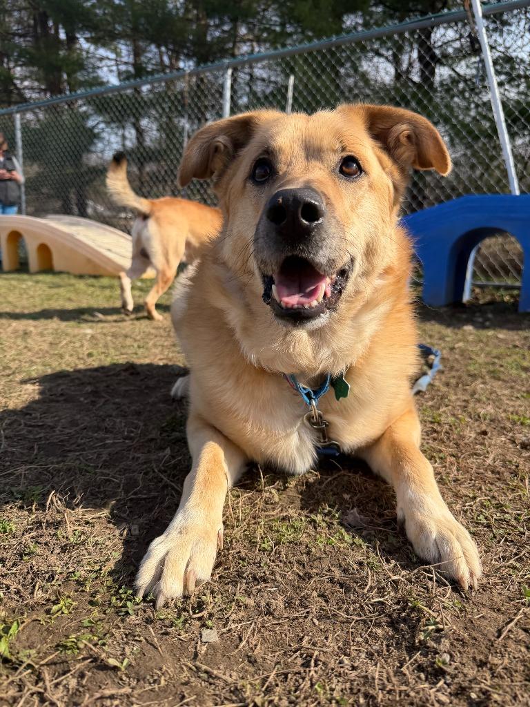 Enlarge Pearl, a Adoptable mixed breed in Hyde Park, NY image 2/6