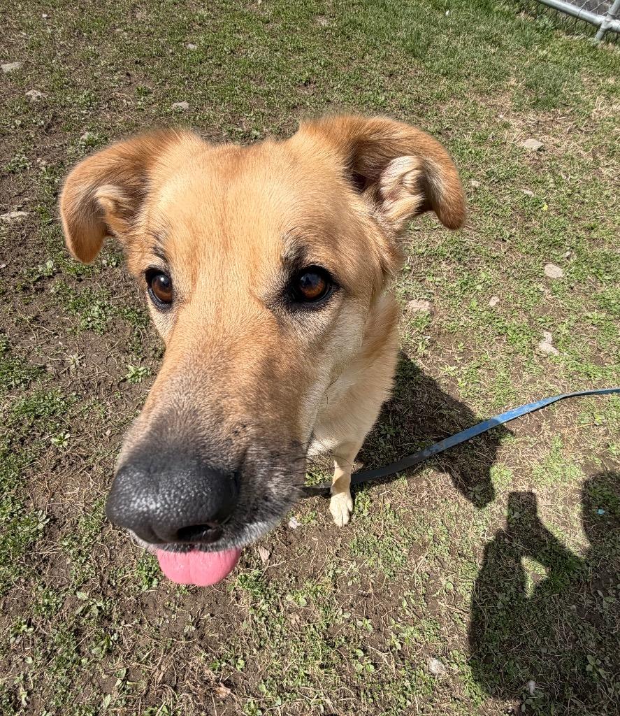 Enlarge Pearl, a Adoptable mixed breed in Hyde Park, NY image 3/6