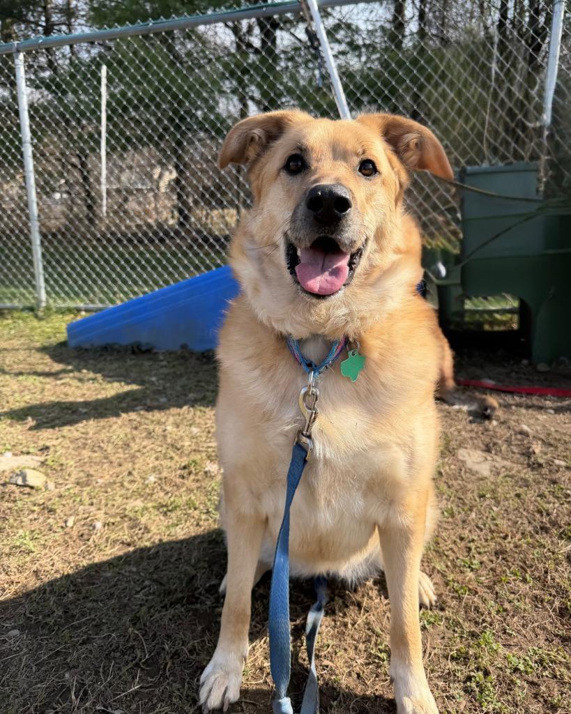 Pearl, Adoptable, Young Female German Shepherd Dog & Golden Retriever.