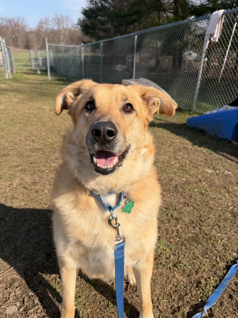 Enlarge Pearl, a Adoptable mixed breed in Hyde Park, NY image 2/6