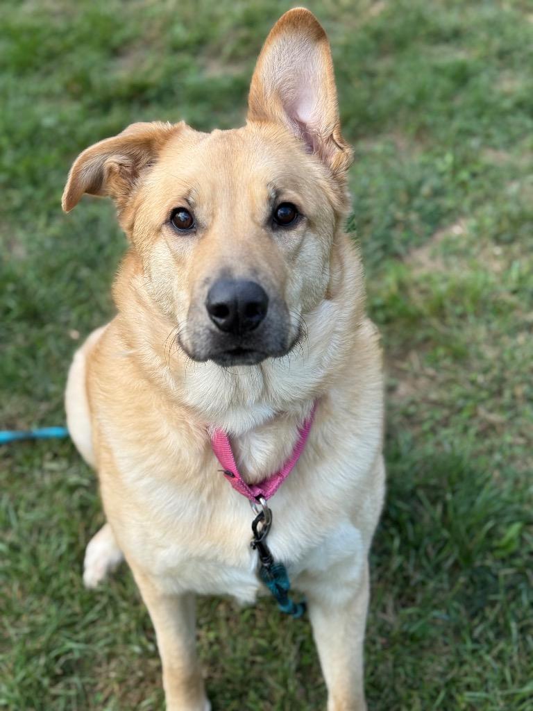 Enlarge Pearl, a Adoptable mixed breed in Hyde Park, NY image 3/3