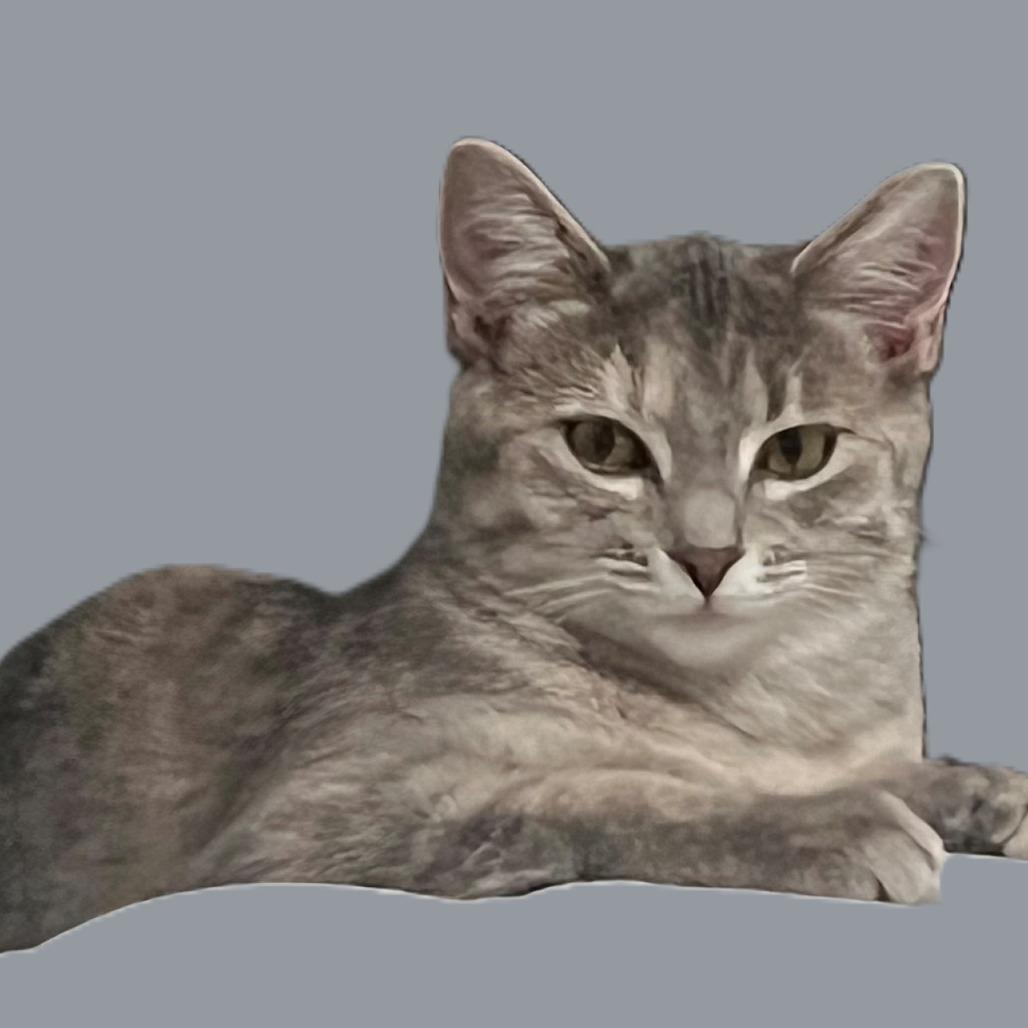 Felicia, Adoptable, Young Female Domestic Short Hair.