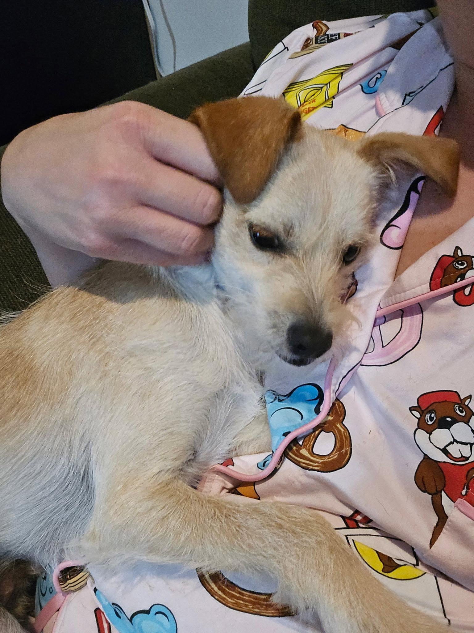 Rascal, Adoptable, Puppy Male Jack Russell Terrier.