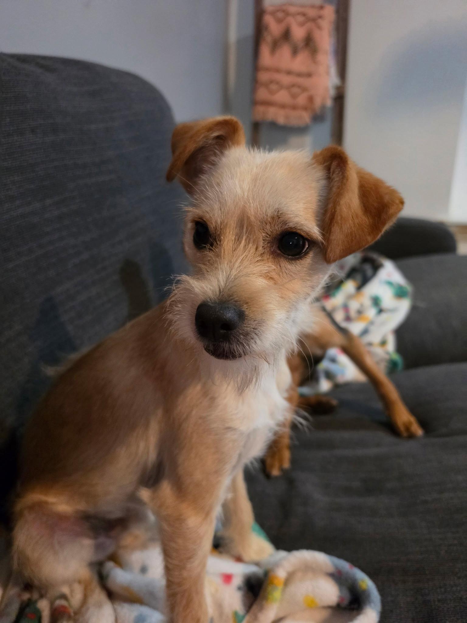 Rascal, a Adoptable Jack Russell Terrier in Fort Wayne, IN image 2/3