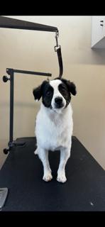 Enlarge So Lucky Spartacus, a Adoptable mixed breed in Randolph, MA image 4/4