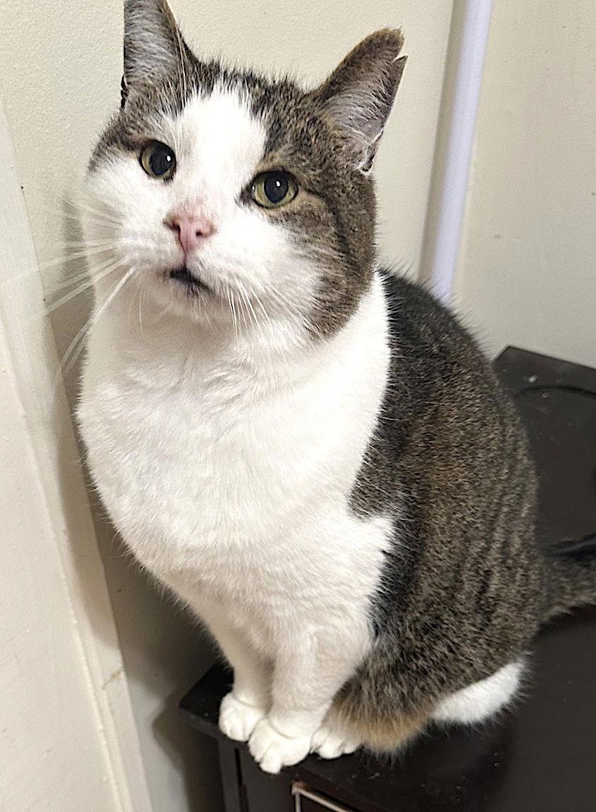 Dexter, Adoptable, Adult Male Domestic Short Hair.