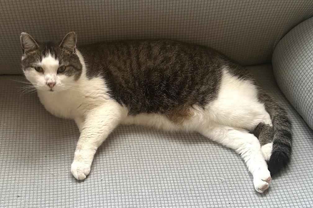 Enlarge Dexter, a Adoptable Domestic Short Hair in Albemarle, NC image 2/3