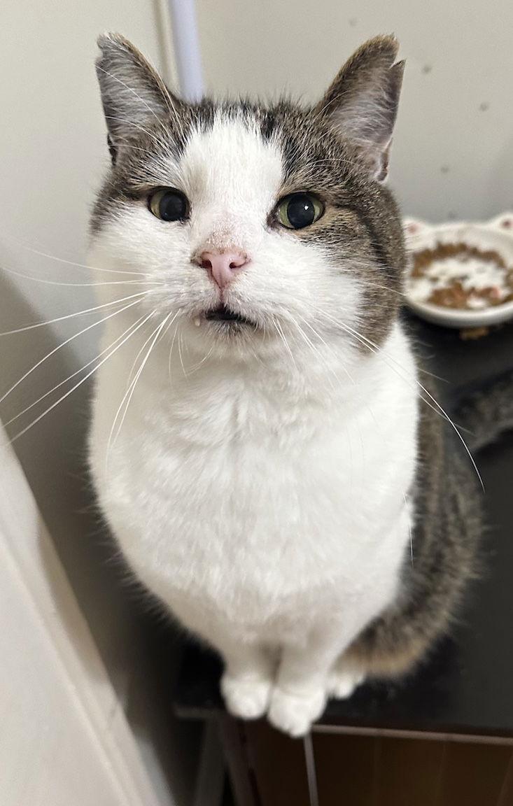 Enlarge Dexter, a Adoptable Domestic Short Hair in Albemarle, NC image 3/3