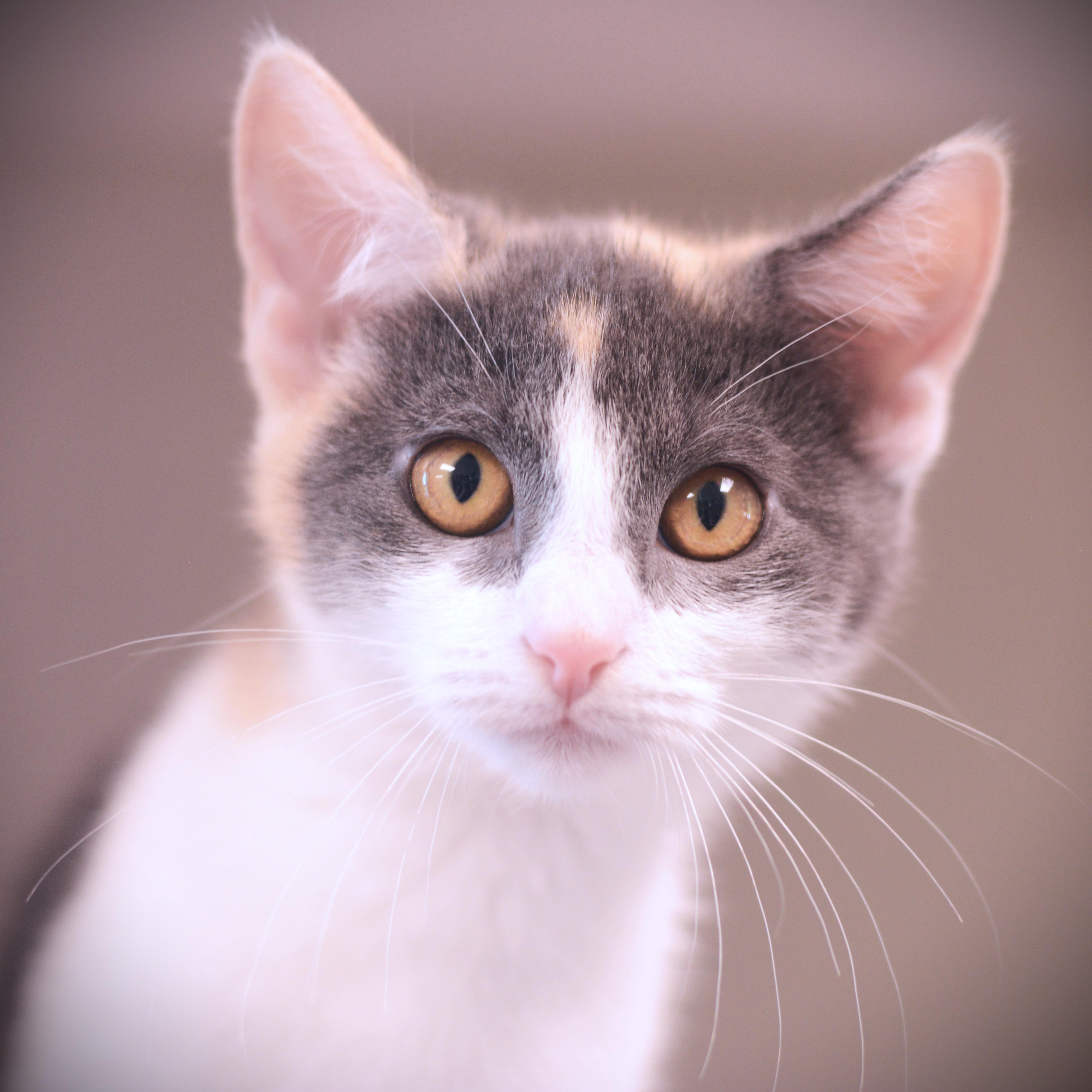 Enlarge Regina, an adoptable Domestic Short Hair in Amsterdam, NY image 1/1