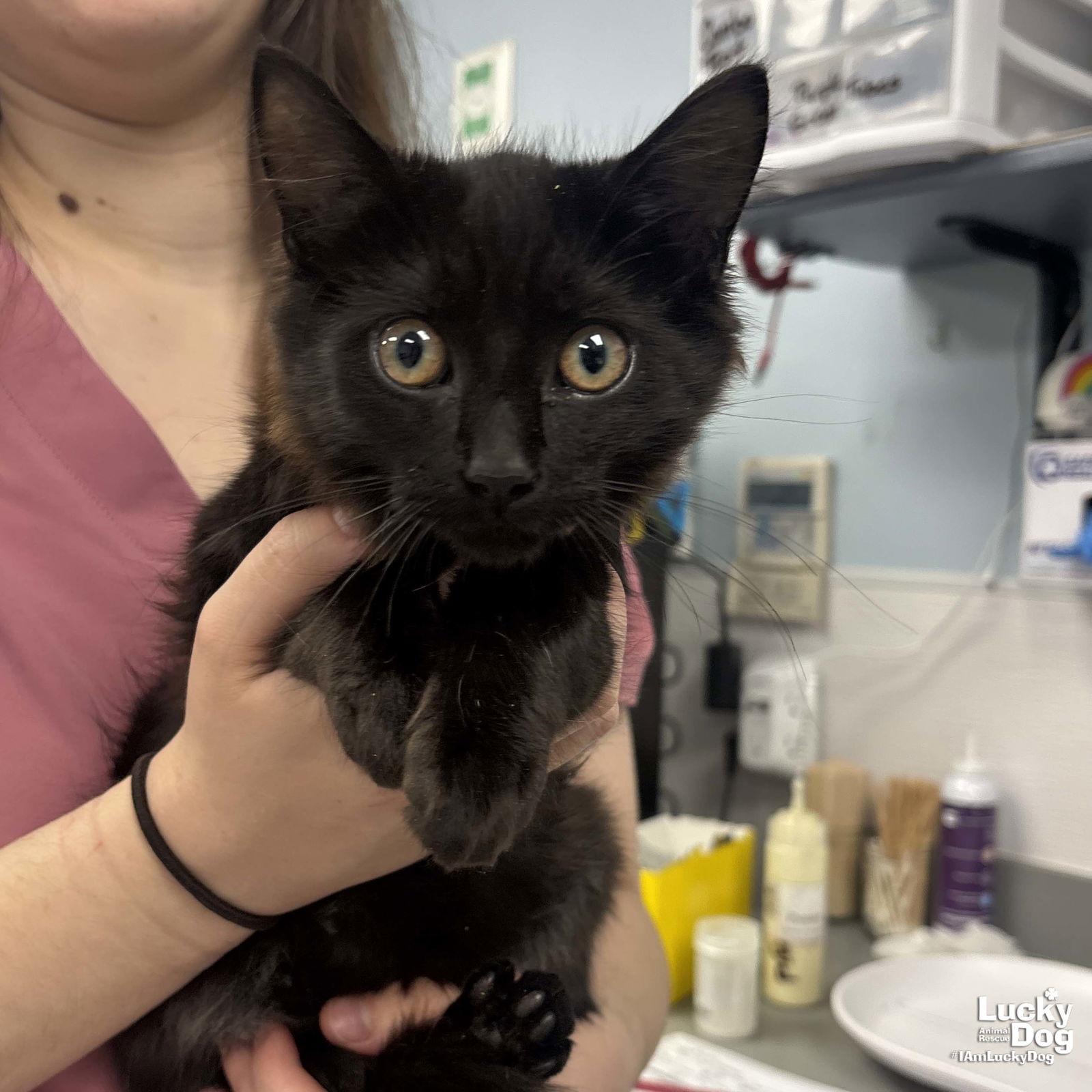 Paradox, a Adopted Domestic Medium Hair in Washington, DC image 1/2