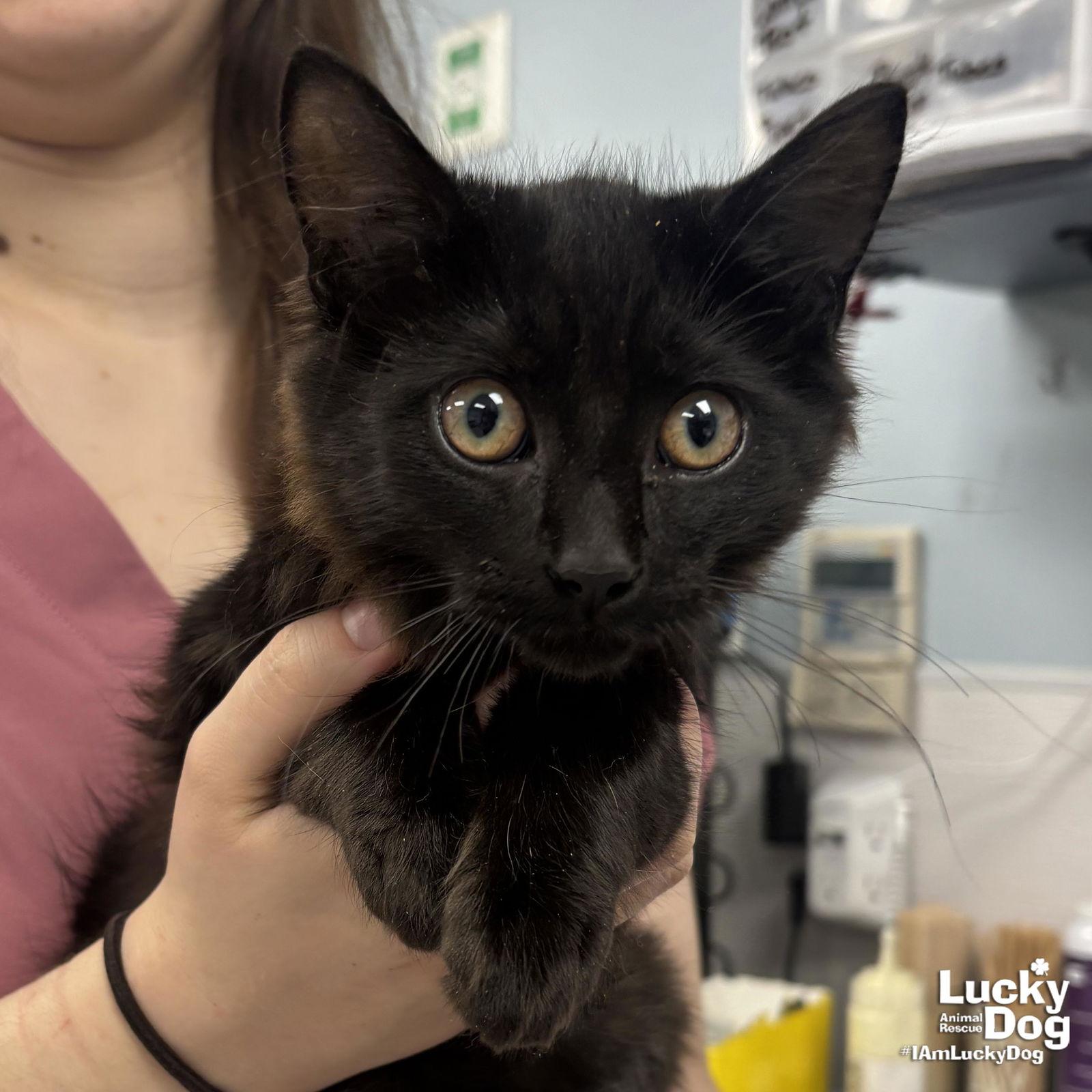 Paradox, a Adopted Domestic Medium Hair in Washington, DC image 2/2