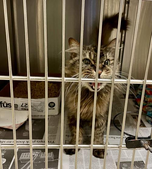 178303 Pearl (Off Site Foster), Senior Female Domestic Medium Hair