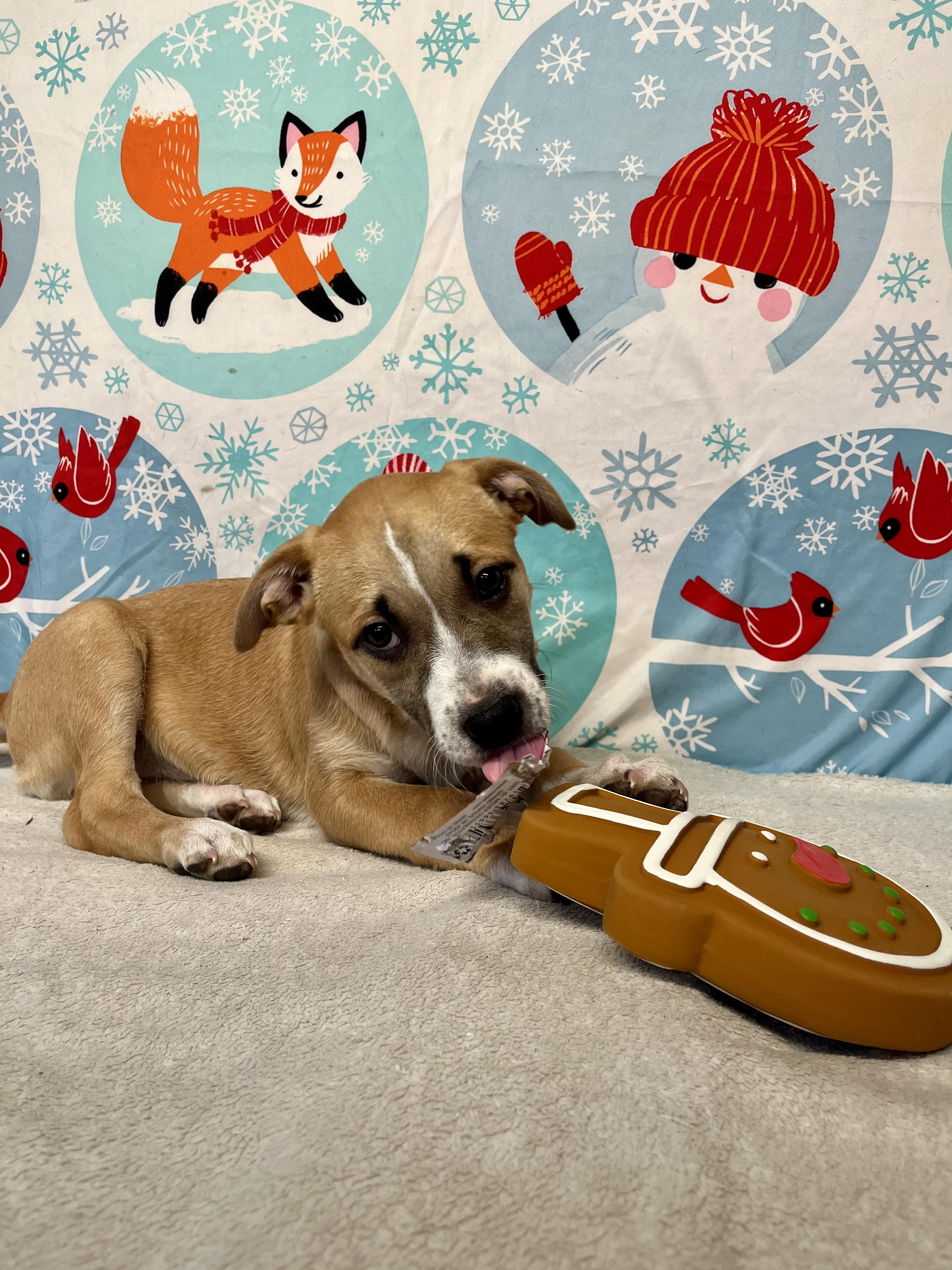Snap - From The Fastener 11, a Adoptable mixed breed in Kentwood, MI image 2/6