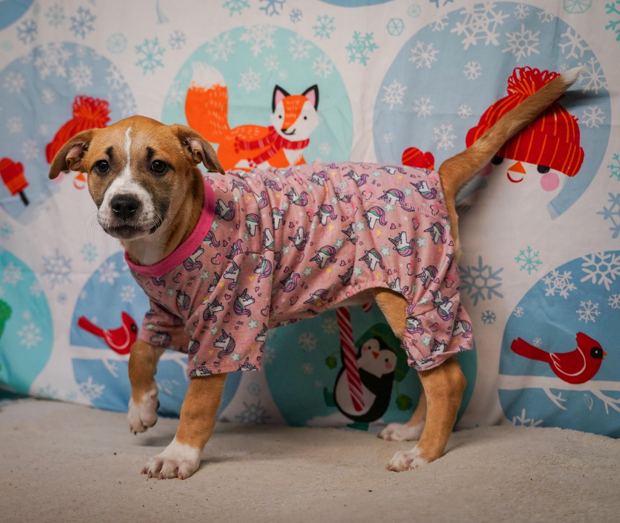 Snap - From The Fastener 11, a Adoptable mixed breed in Kentwood, MI image 4/6