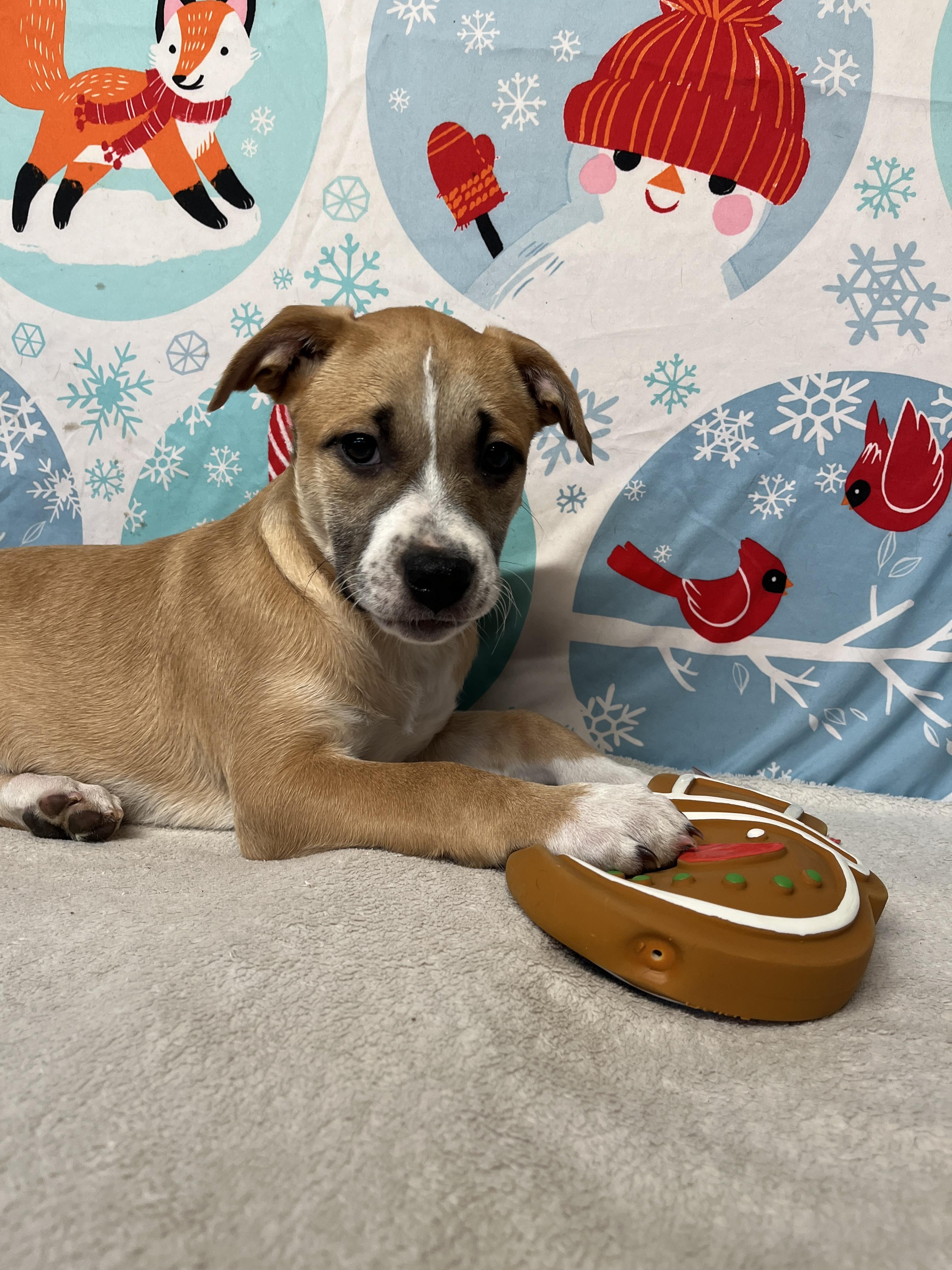 Snap - From The Fastener 11, a Adoptable mixed breed in Kentwood, MI image 6/6