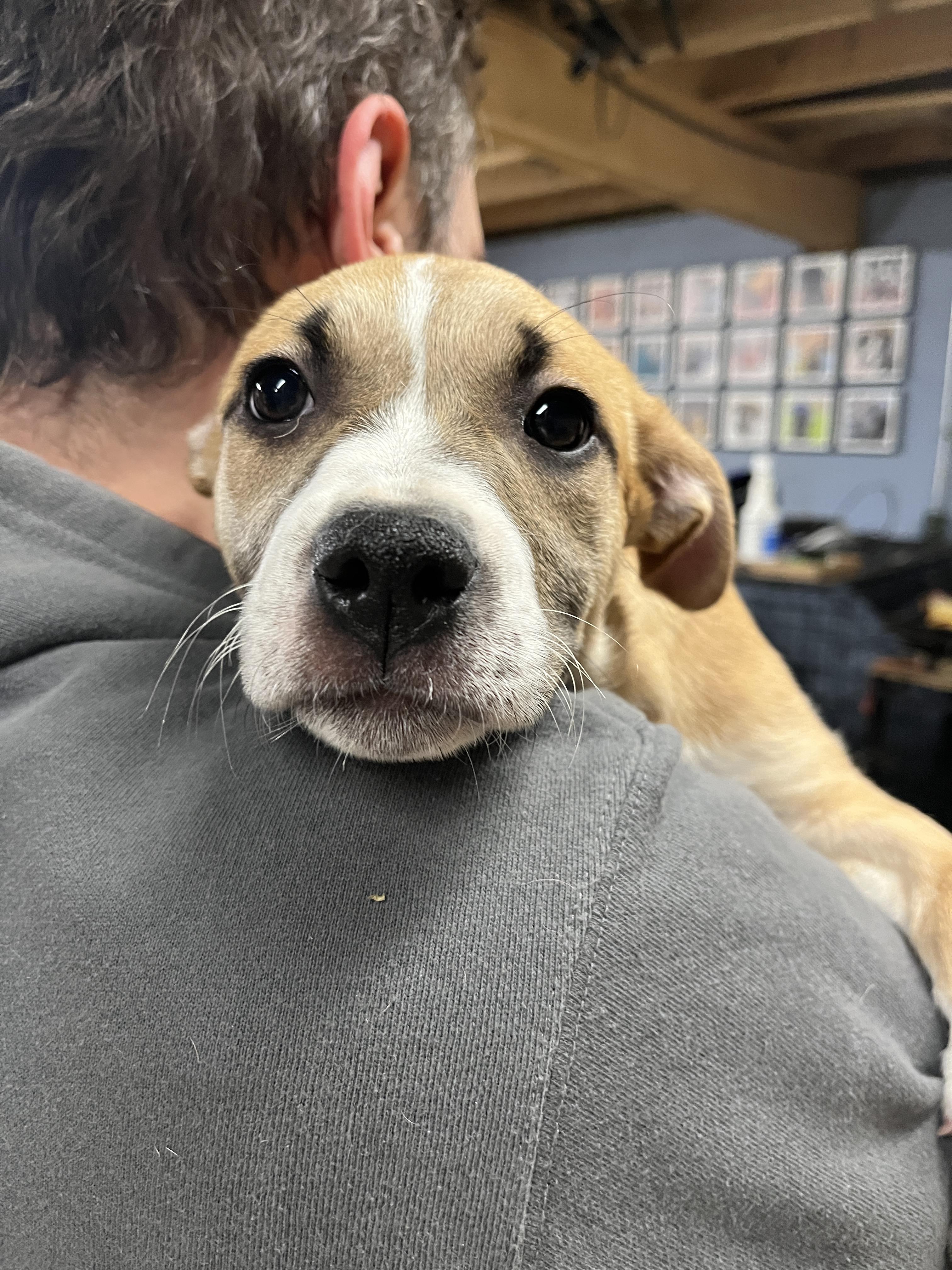 Snap - From The Fastener 11, a Adoptable mixed breed in Kentwood, MI image 5/6