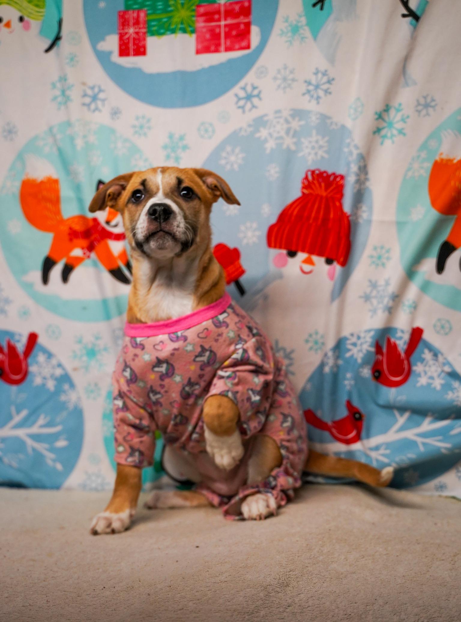 Snap - From The Fastener 11, Adoptable, Puppy Female Retriever & Pit Bull Terrier.