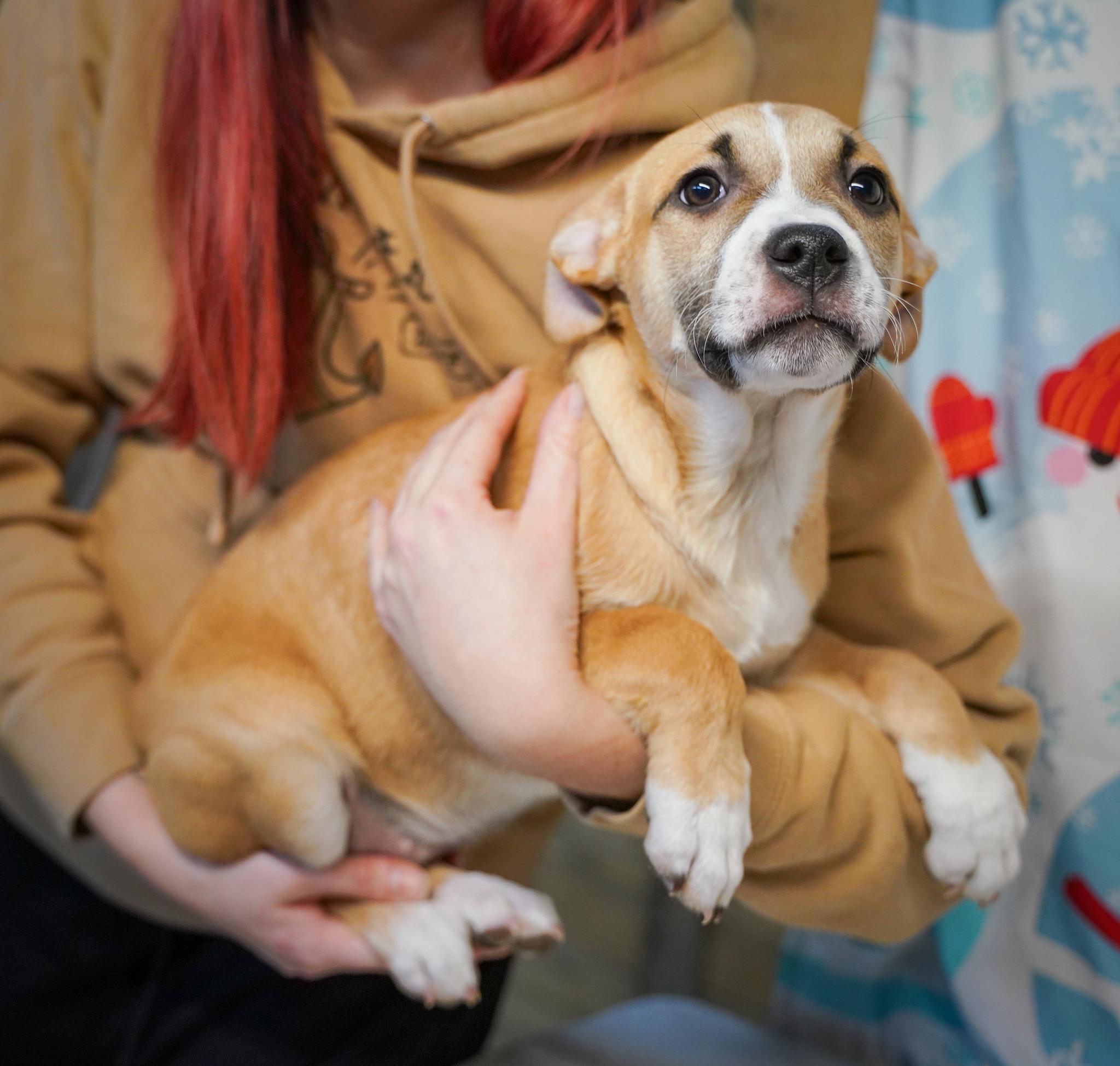 Snap - From The Fastener 11, a Adoptable mixed breed in Kentwood, MI image 3/6