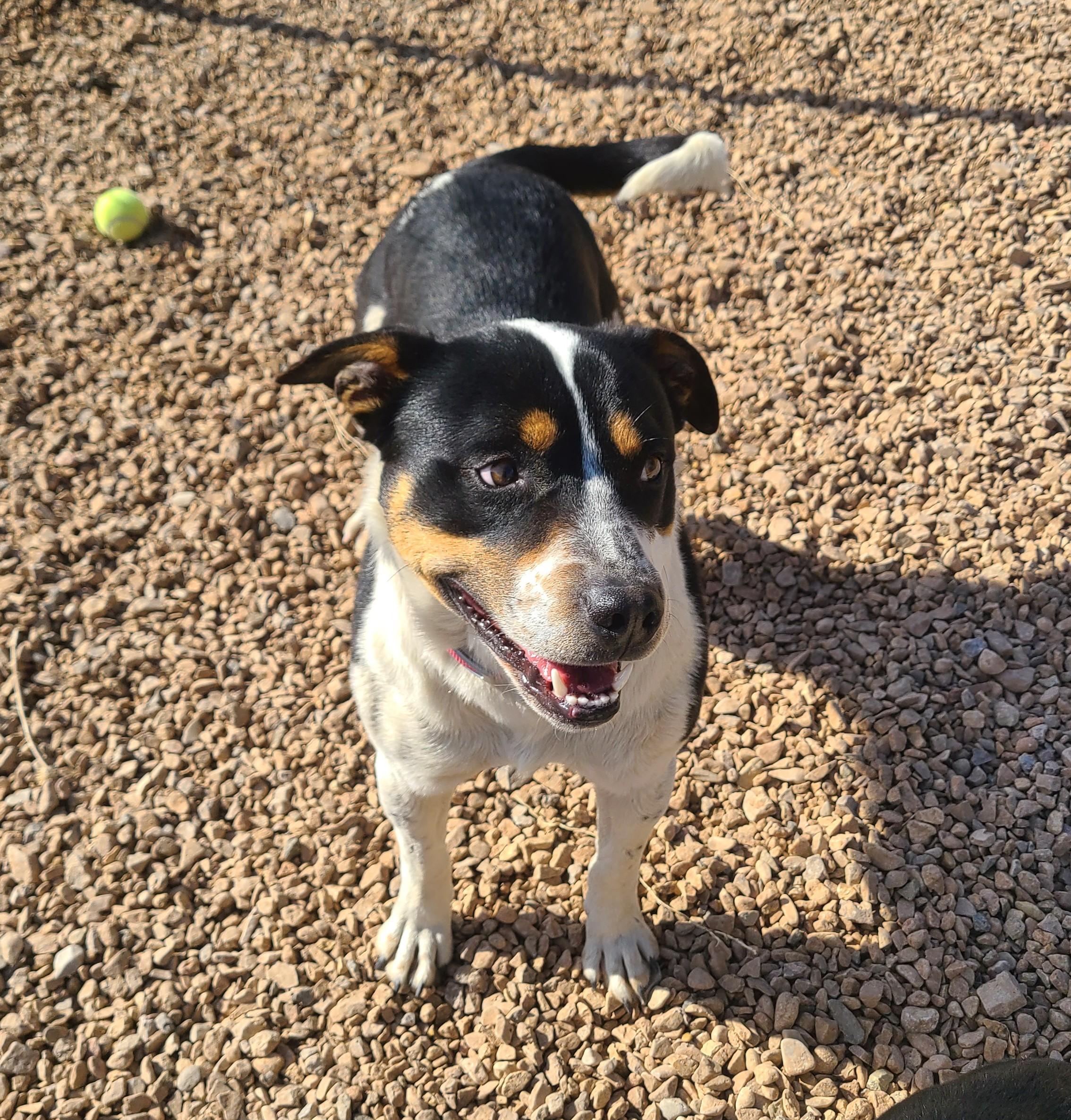 Enlarge Gotti, a ADOPTABLE mixed breed in Newcastle, WY image 2/3