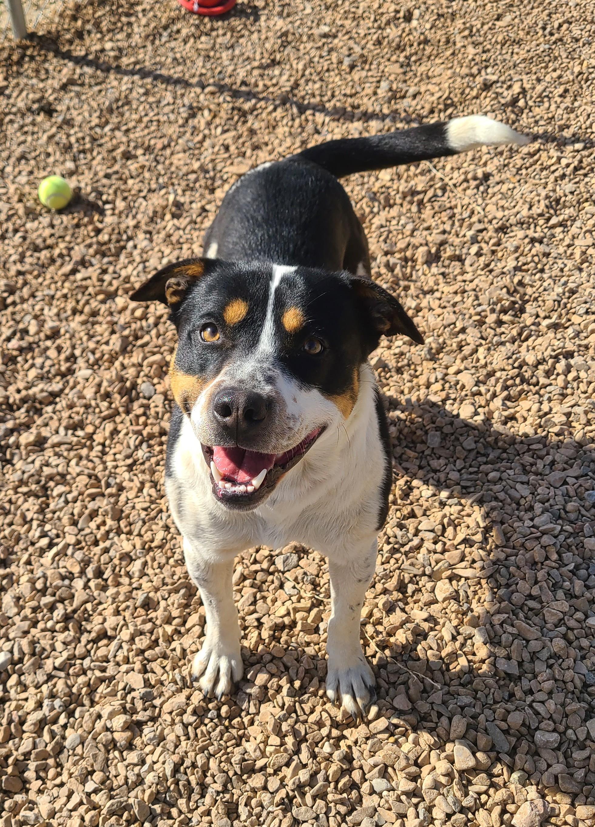 Enlarge Gotti, a ADOPTABLE mixed breed in Newcastle, WY image 1/3